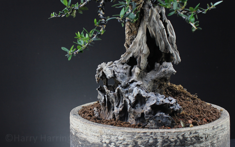 Olive Bonsai Styling